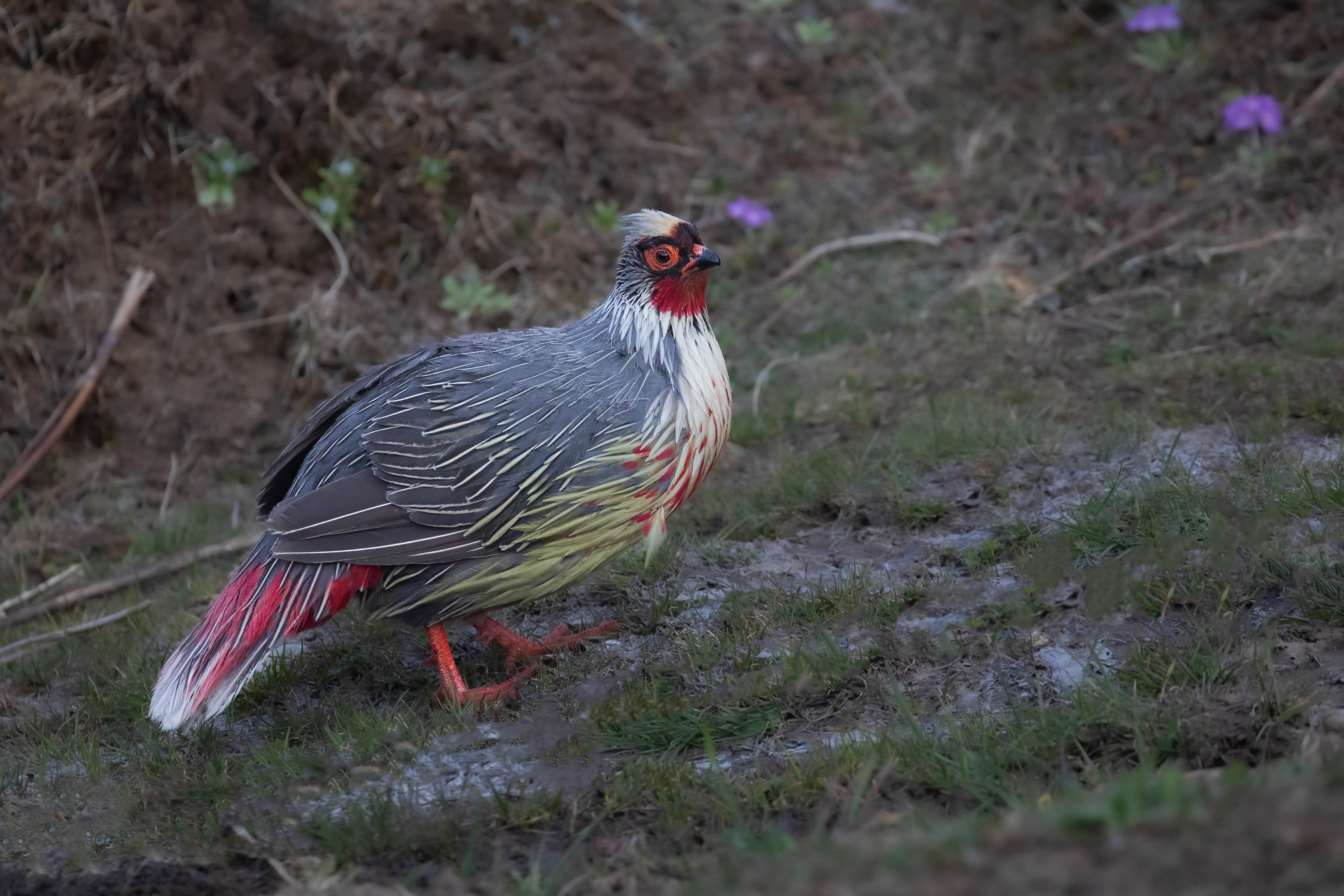 Blood Pheasant